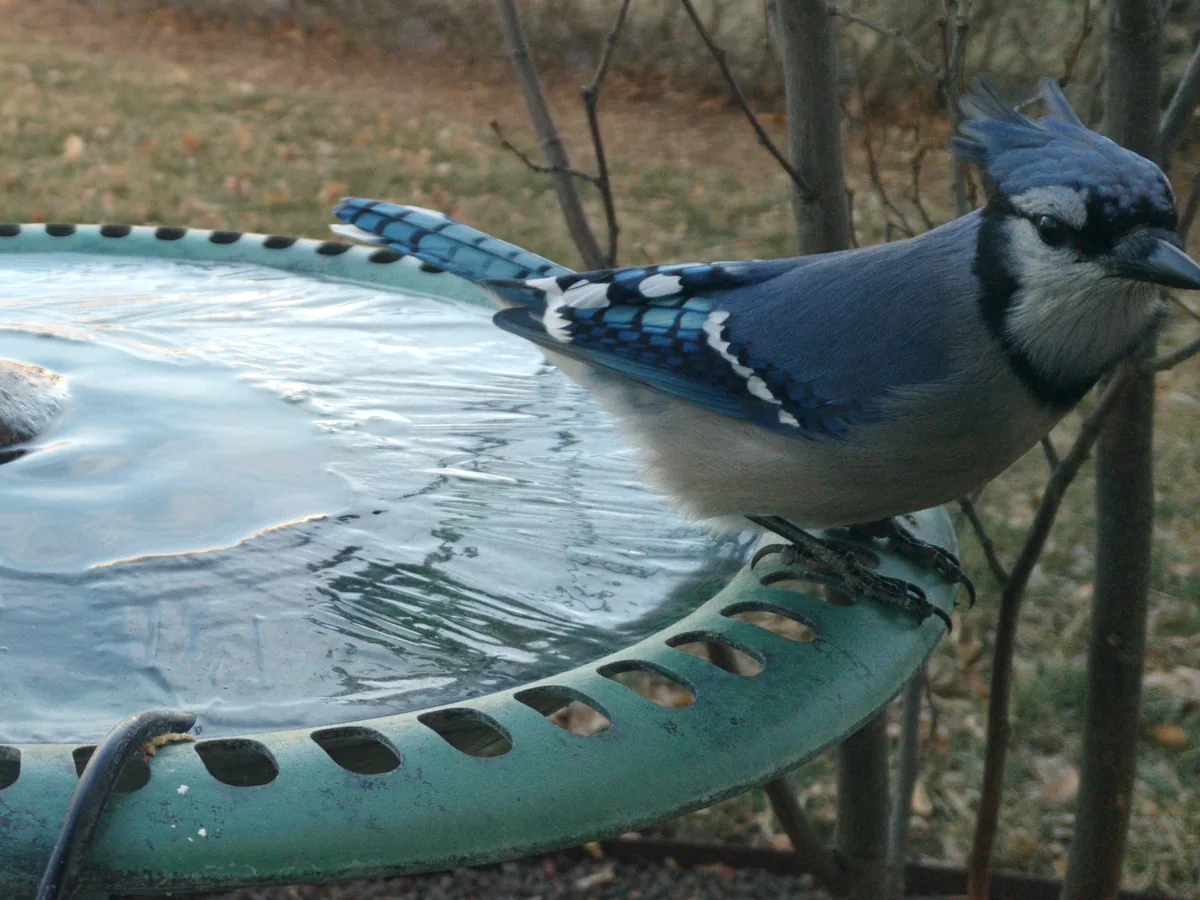 A Blue Jay stands on the rim of a green bird bath.