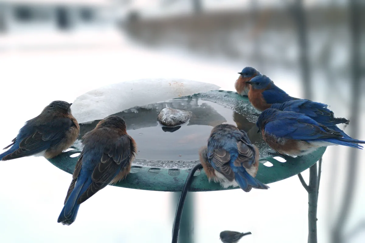 Eastern Bluebirds gather around a snow-rimmed green bird bath.