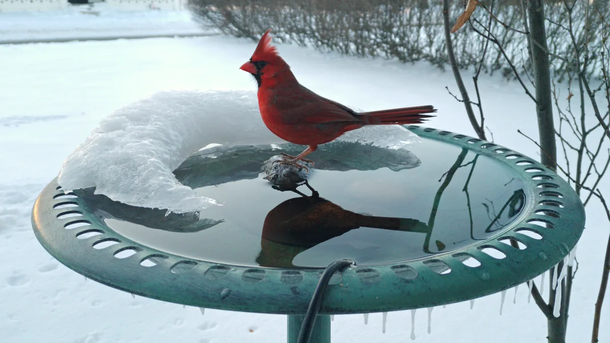A male Northern Cardinal perches above its reflection in an icy green bird bath.