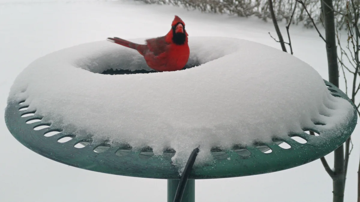 A male Northern Cardinal sits in the snowy opening of a green bird bath.
