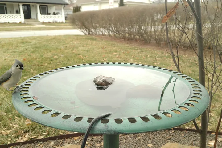 Tufted Titmouse at the bird bath, Jan 17, 2026