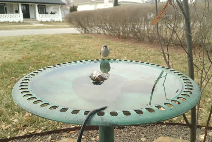 Tufted Titmouse at the bird bath, Jan 18, 2026