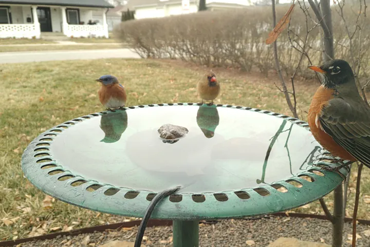 Birds at the backyard bird bath, Jan 18, 2026