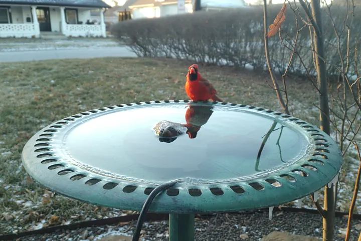 Birds at the backyard bird bath, Jan 19, 2026