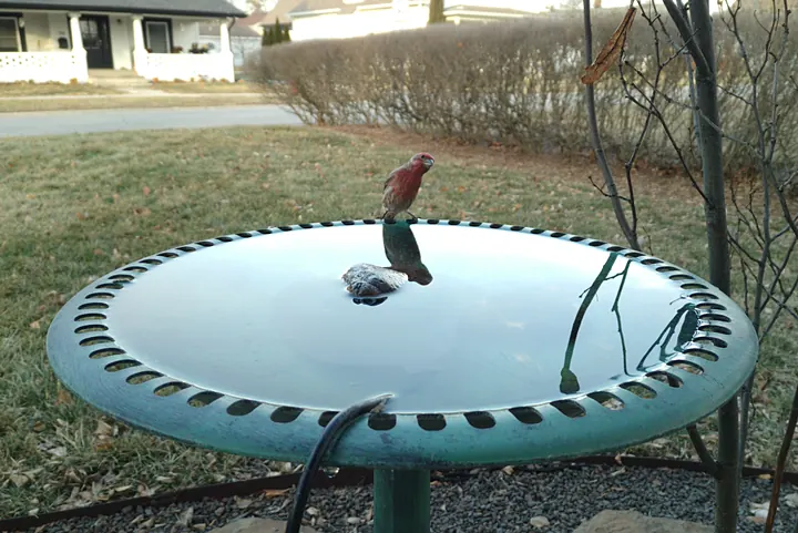 House Finch at the bird bath, Jan 21, 2026