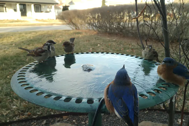Birds at the backyard bird bath, Jan 23, 2026