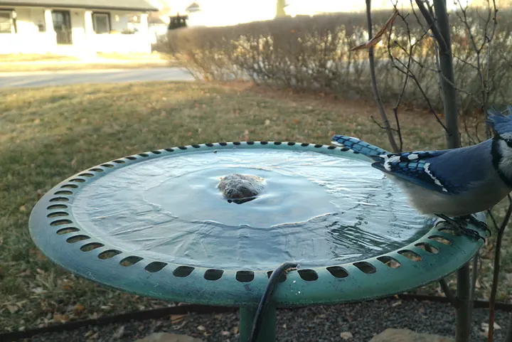 Birds at the backyard bird bath, Jan 23, 2026