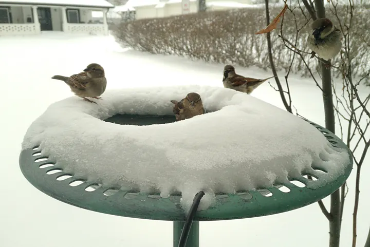 Birds at the backyard bird bath, Jan 25, 2026