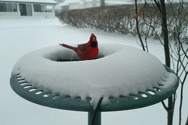 Birds at the backyard bird bath, Jan 25, 2026