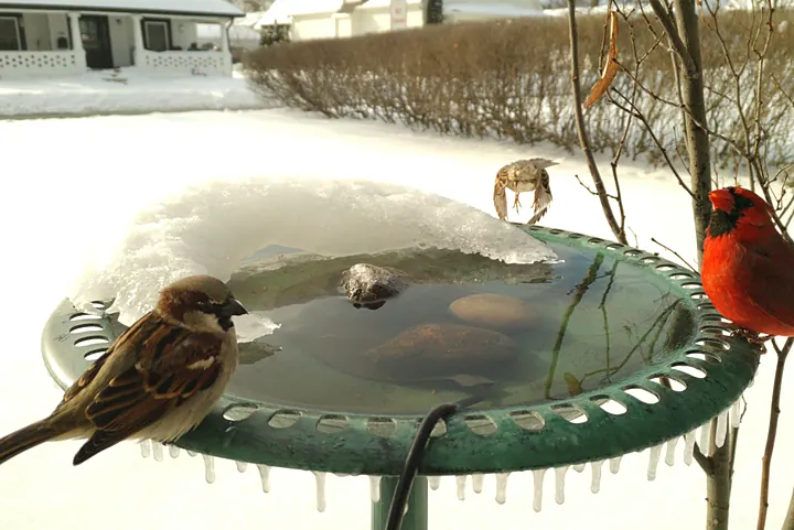 Birds at the backyard bird bath, Jan 27, 2026