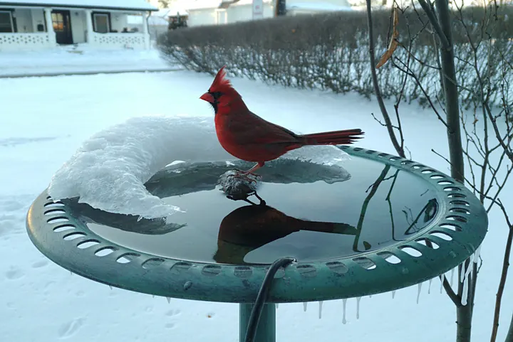 Birds at the backyard bird bath, Jan 28, 2026