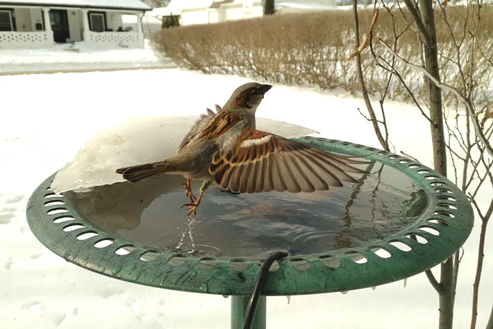 Birds at the backyard bird bath, Jan 30, 2026