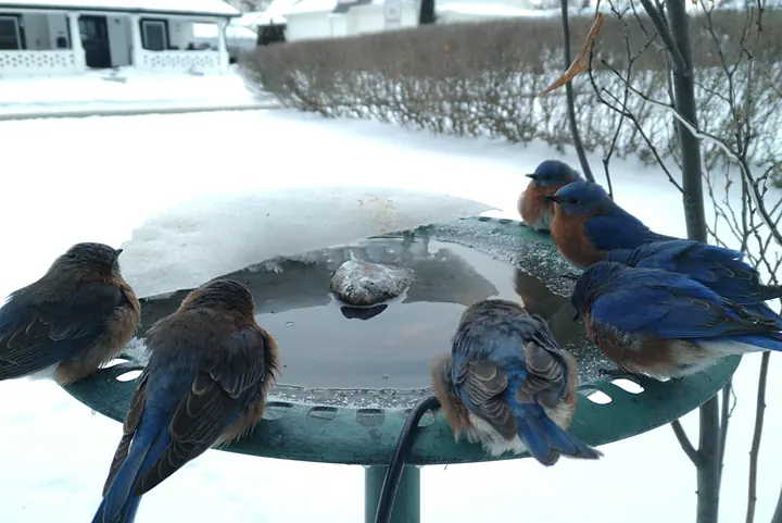 Birds at the backyard bird bath, Jan 31, 2026