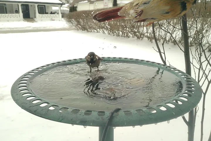 Birds at the backyard bird bath, Feb 8, 2026