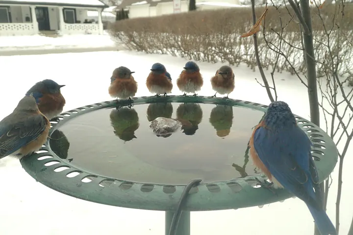 Birds at the backyard bird bath, Feb 8, 2026