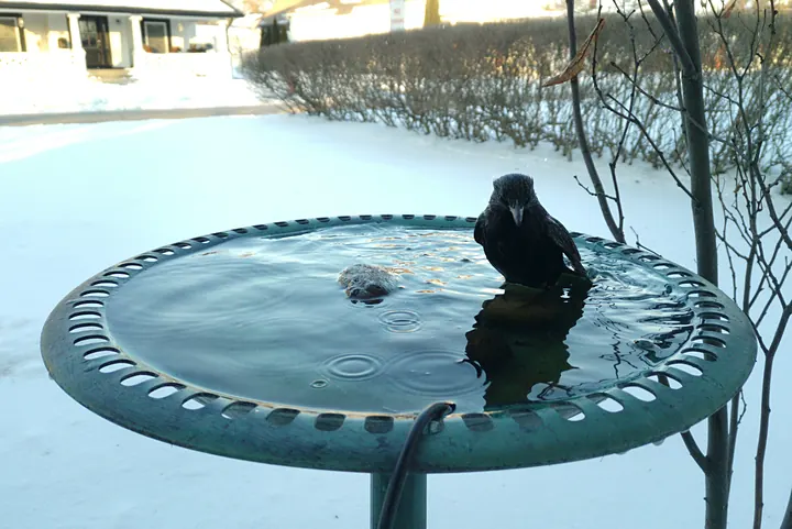 Birds at the backyard bird bath, Feb 9, 2026