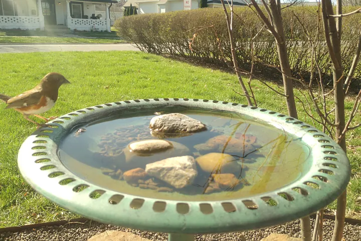 Eastern Towhee at the bird bath, Mar 21, 2026