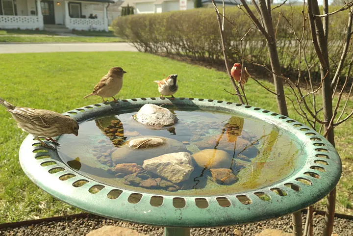 Birds at the backyard bird bath, Mar 23, 2026