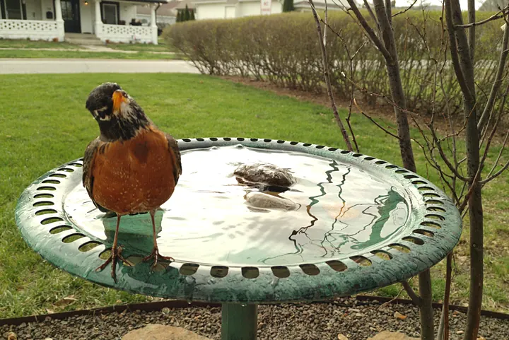 Birds at the backyard bird bath, Mar 24, 2026