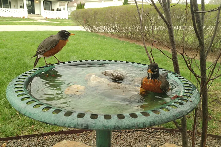 Birds at the backyard bird bath, Mar 31, 2026