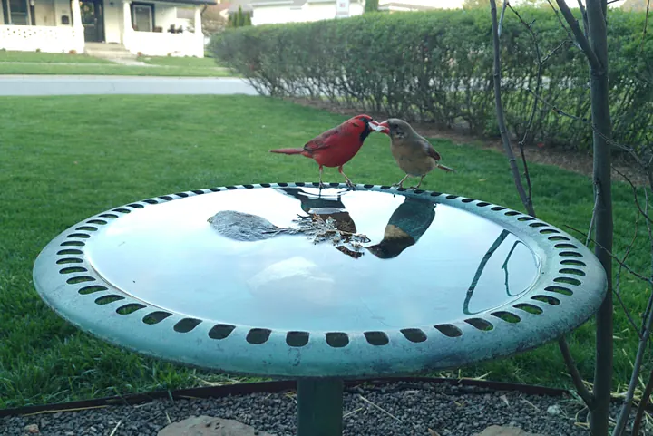 Birds at the backyard bird bath, Apr 21, 2026
