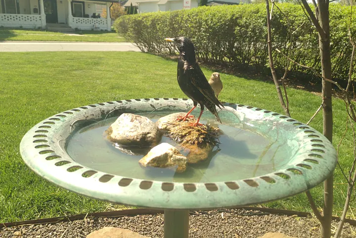 Birds at the backyard bird bath, Apr 22, 2026