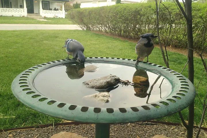 Birds at the backyard bird bath, Apr 24, 2026