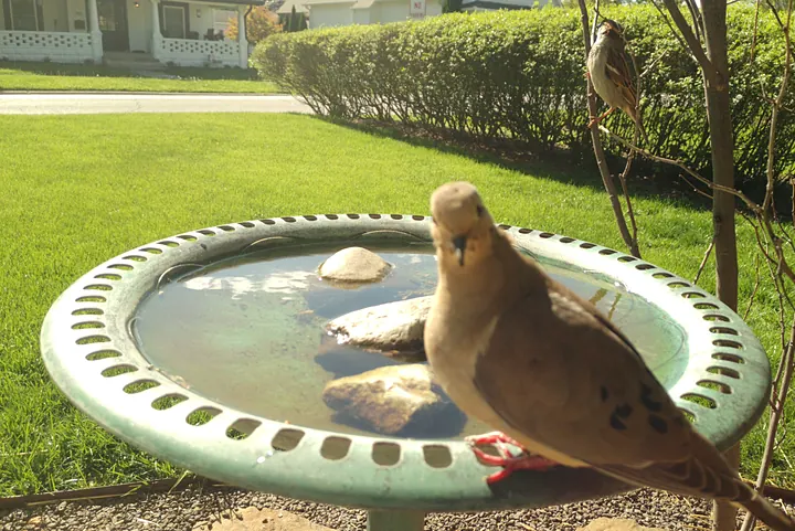 Birds at the backyard bird bath, Apr 25, 2026