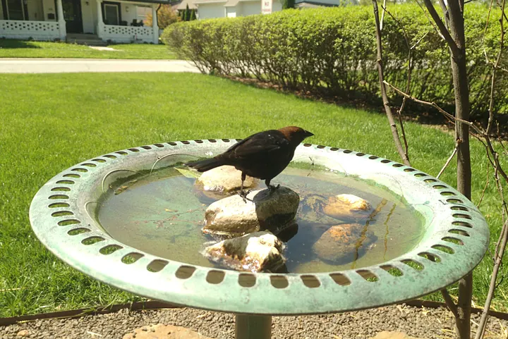 Birds at the backyard bird bath, Apr 26, 2026